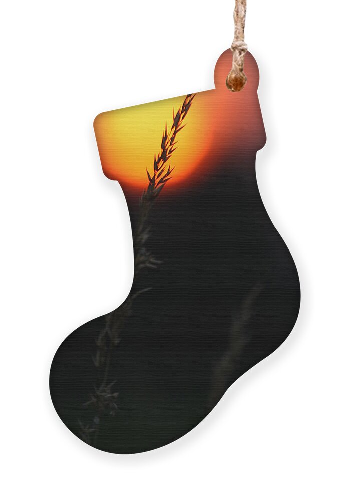 Summer Ornament featuring the photograph Sunset Seed Silhouette by Jeremy Hayden