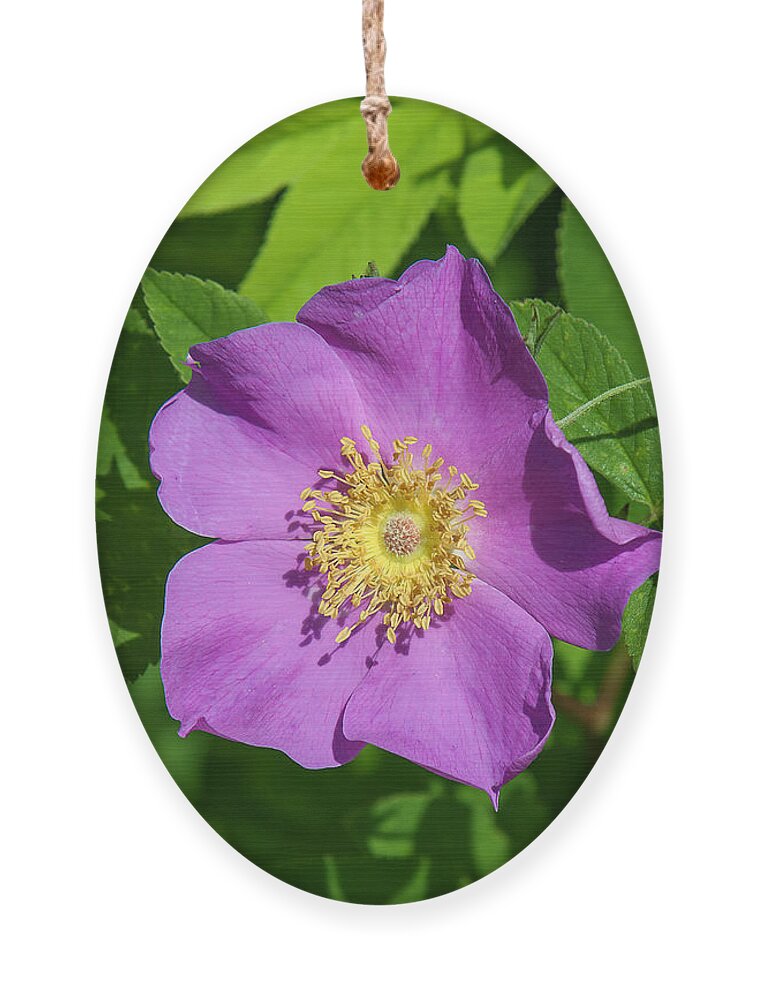 Marsh Ornament featuring the photograph Swamp Rose DSMF220 by Gerry Gantt