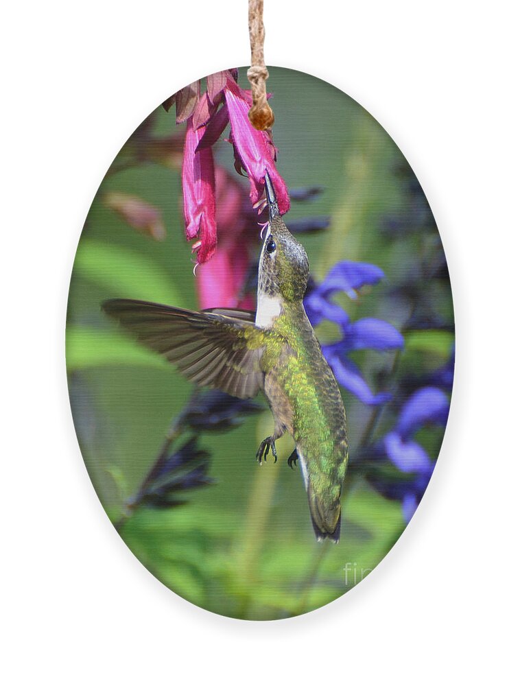 Birds Ornament featuring the photograph Sweet Hummer by Kathy Baccari