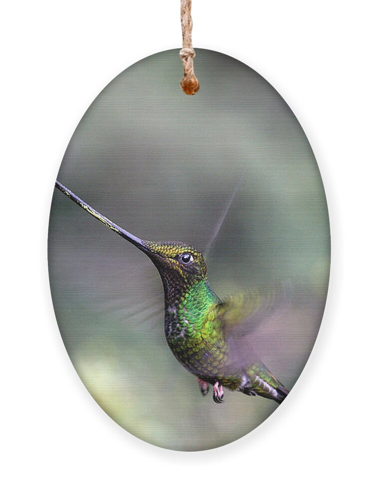 Sword-billed Hummingbird Ornament featuring the photograph Sword-billed Hummingbird Ensifera ensifera hovering Ecuador by Tony Mills