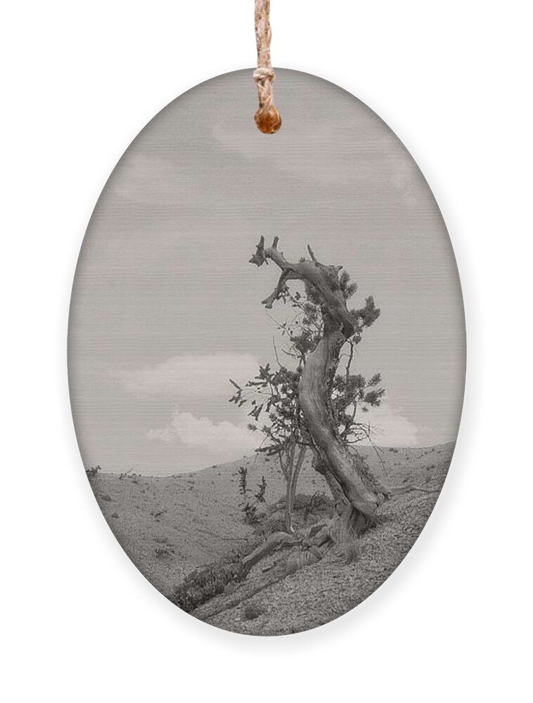 Utah Ornament featuring the photograph Talking Trees in Bryce Canyon by Carol Whaley Addassi