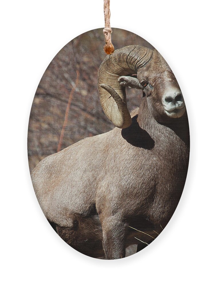 Bighorn Sheep Ornament featuring the photograph The High and Mighty by Jim Garrison