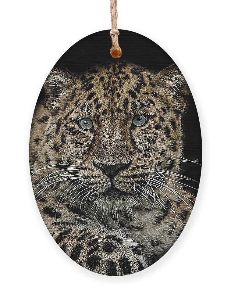 Amur Ornament featuring the photograph The interrogator by Paul Neville