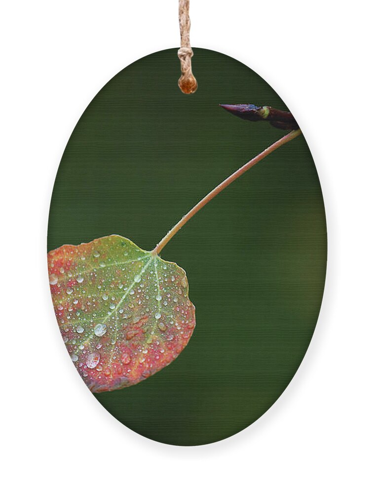 Autumn Ornament featuring the photograph The Latter Rain by Jim Garrison