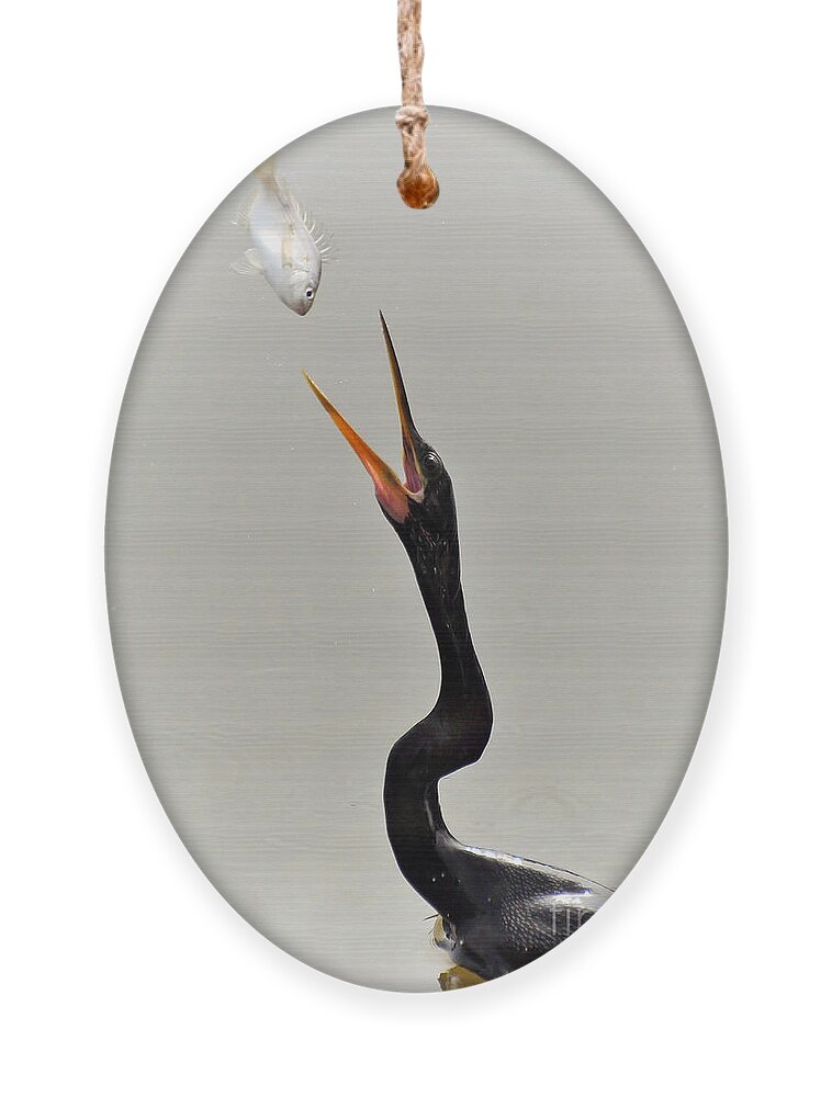 Anhinga Ornament featuring the photograph The Master Fisher by Kathy Baccari