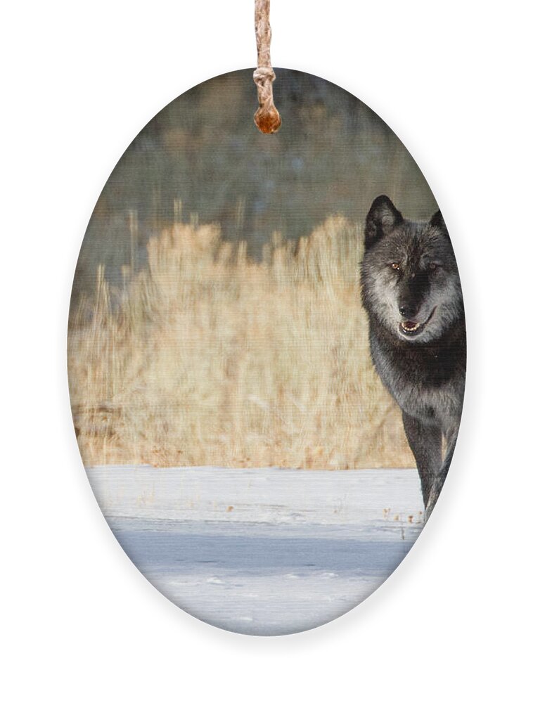 Yellowstone National Park Ornament featuring the photograph The Old Man by Max Waugh