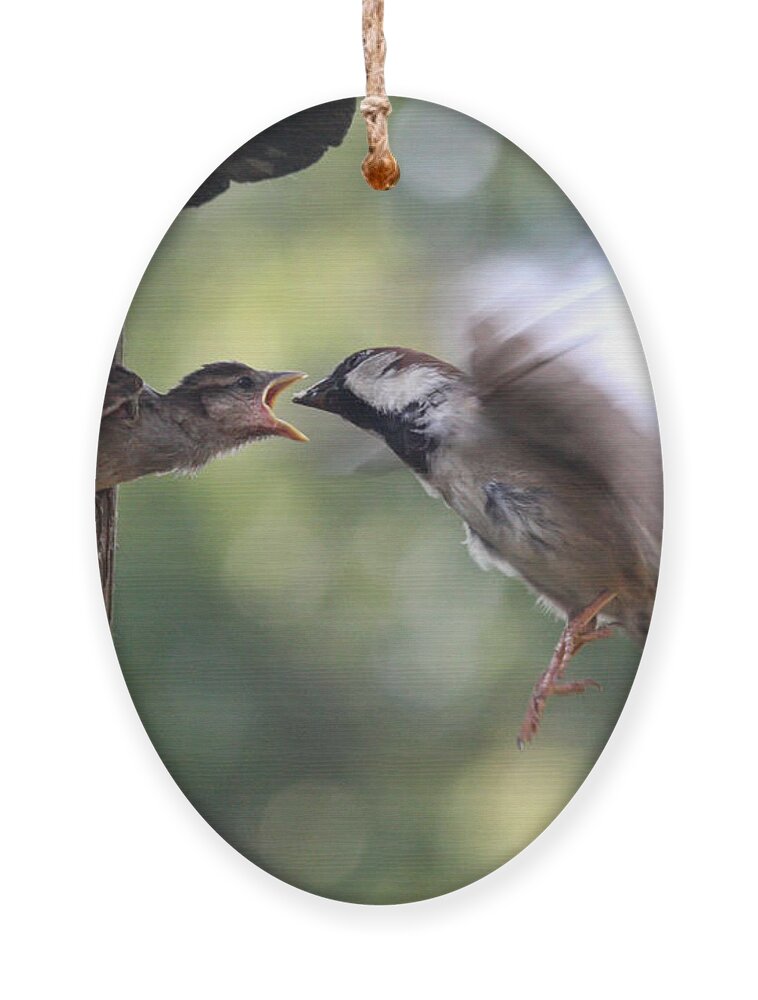 Bird Ornament featuring the photograph The Reach by Jayne Carney