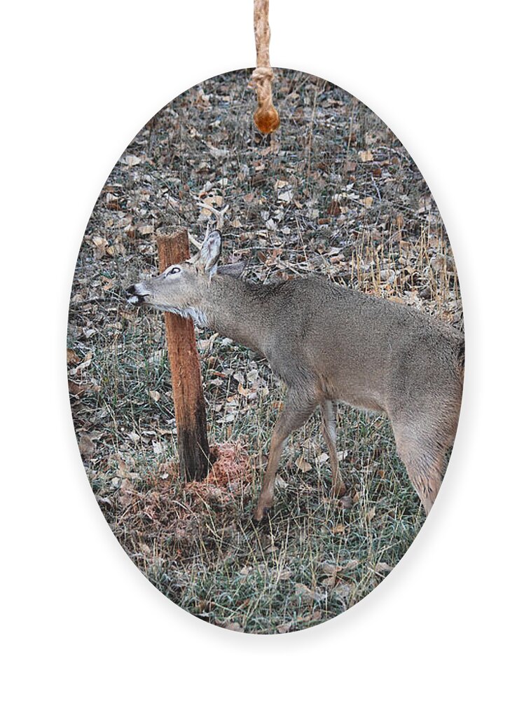 Deer Ornament featuring the photograph The Rut #1 by Shane Bechler