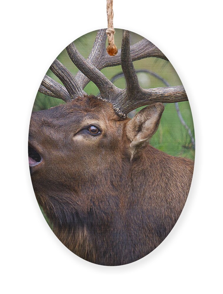 Elk Ornament featuring the photograph The Song of Autumn by Jim Garrison
