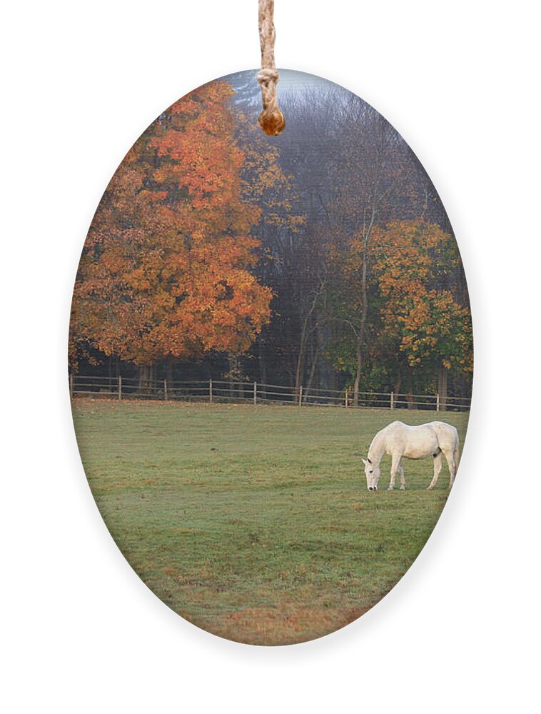 Horse Ornament featuring the photograph The Standout by Jayne Carney
