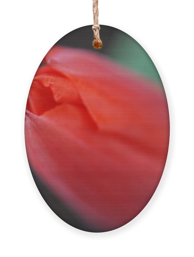 Tulip Ornament featuring the photograph The Tip of the Tulip by Kathy Paynter