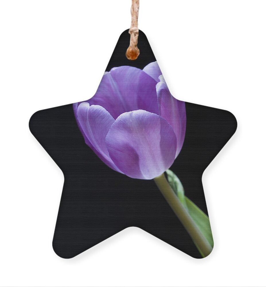 Floral Ornament featuring the photograph The Tulip is a Courtly Queen by Christi Kraft