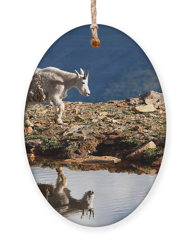 Mountain Goats Ornament featuring the photograph The Walk-About by Jim Garrison