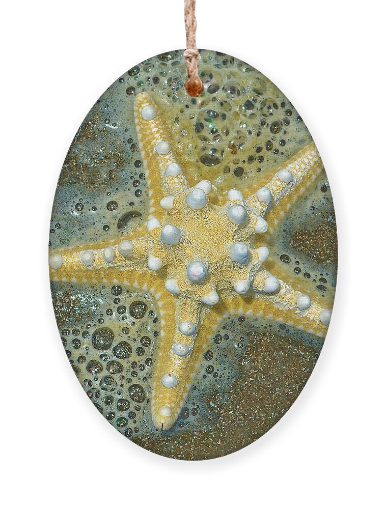 Thorny Starfish Ornament featuring the photograph Thorny Starfish by Sandi OReilly