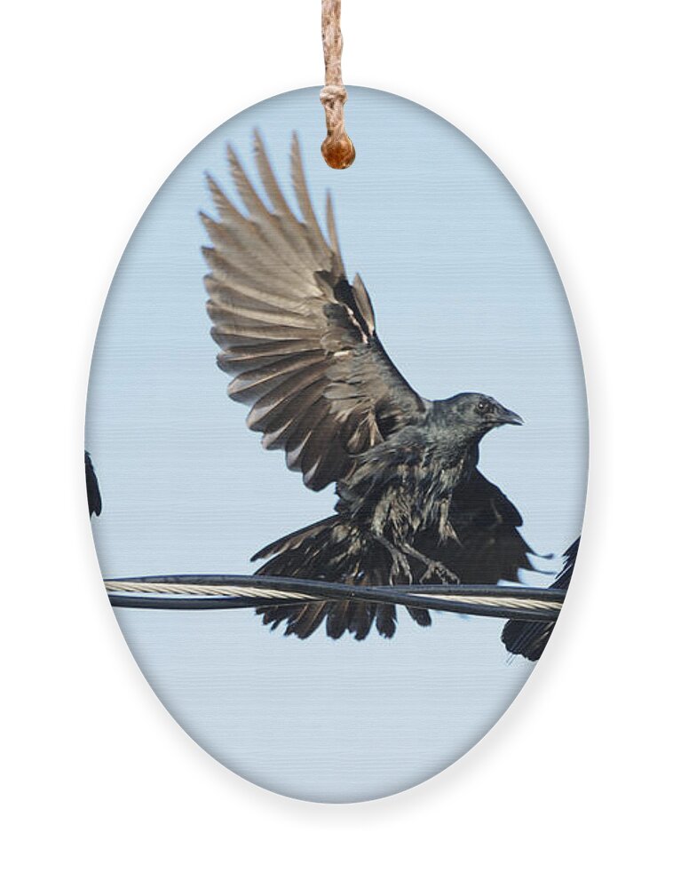 Crow Ornament featuring the photograph Three Crows on a Wire. by Bradford Martin