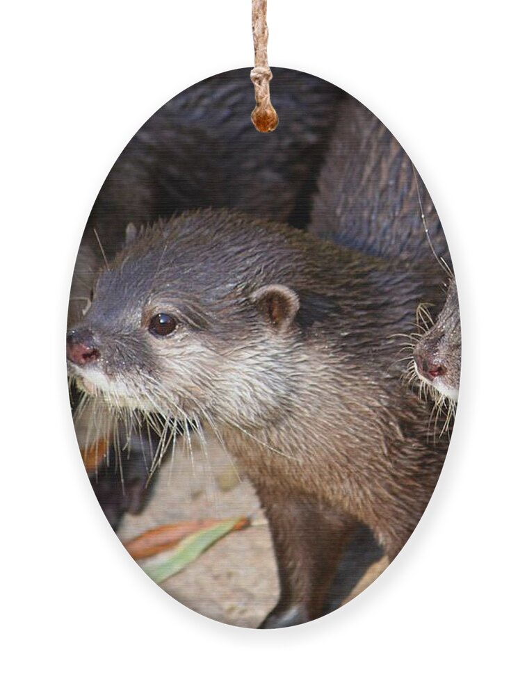 Otter Ornament featuring the photograph Three Otters by Daniel Eskridge