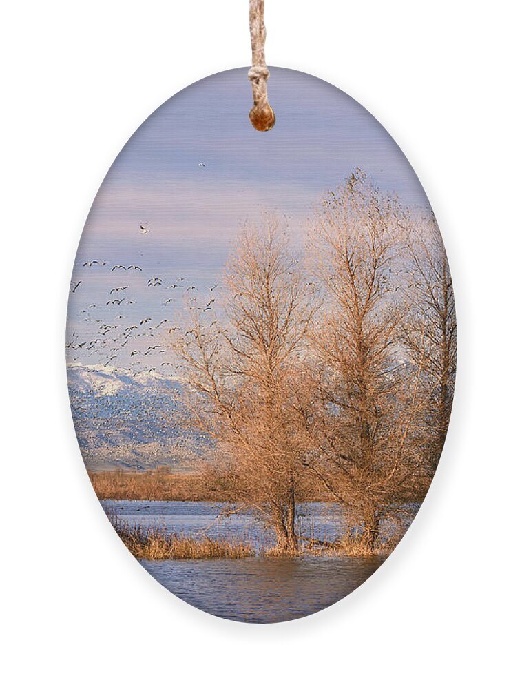 Snow Geese Ornament featuring the photograph Three Willow Trees by Kathleen Bishop