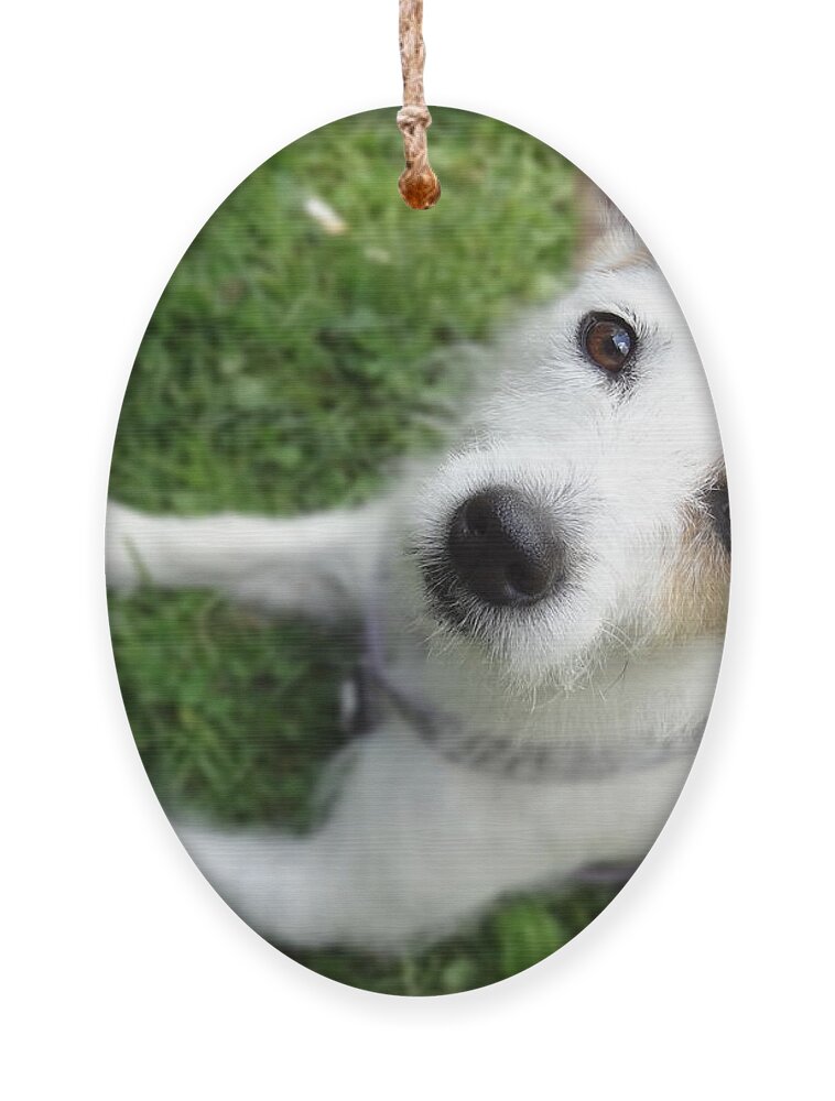 Jack Russell Ornament featuring the photograph Throw it again by Laurel Best