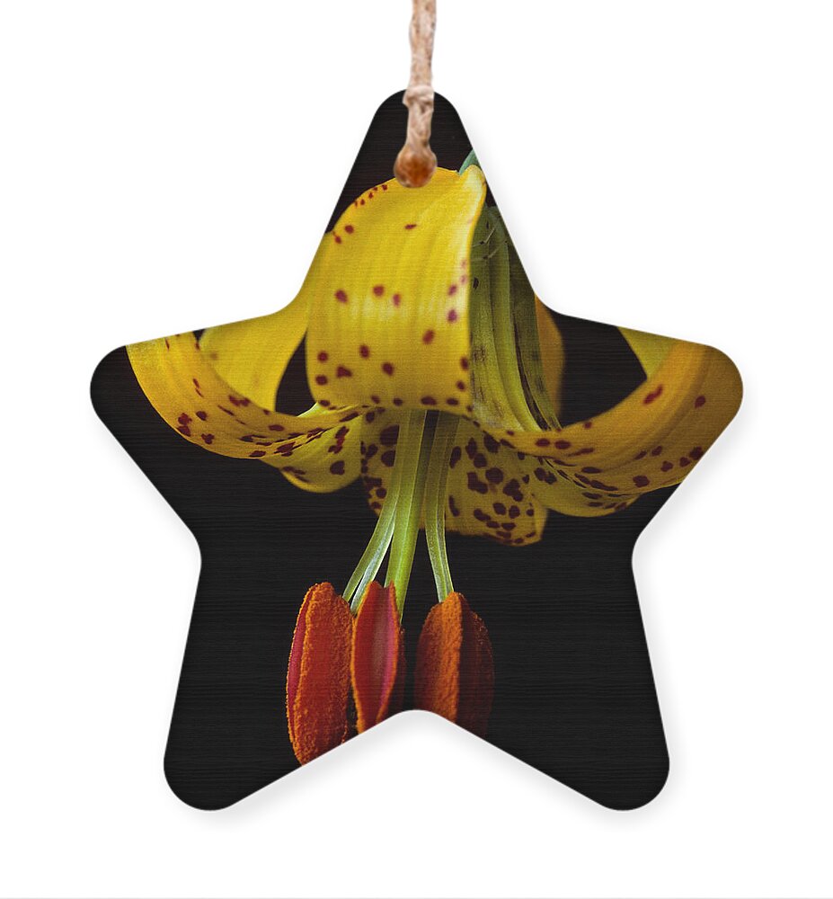 Beauty In Nature Ornament featuring the photograph Tiger Lily by Jeff Goulden