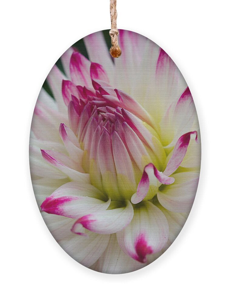 Dahlia Ornament featuring the photograph Tips by Kathy Paynter