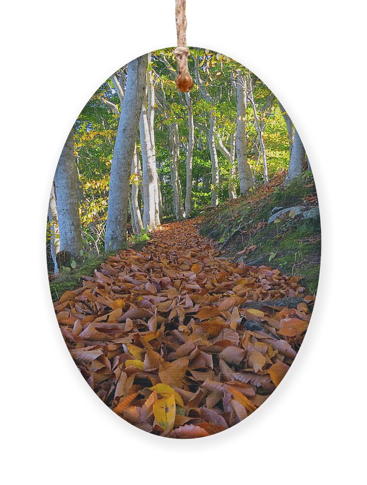 Nature Ornament featuring the photograph Trailblazing by Dianne Cowen Cape Cod Photography