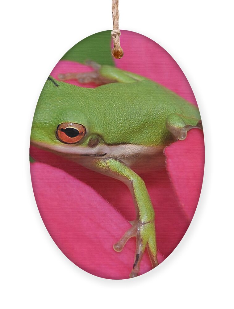 Frog Ornament featuring the photograph Tree Frog On A Pink Flower by Kathy Baccari