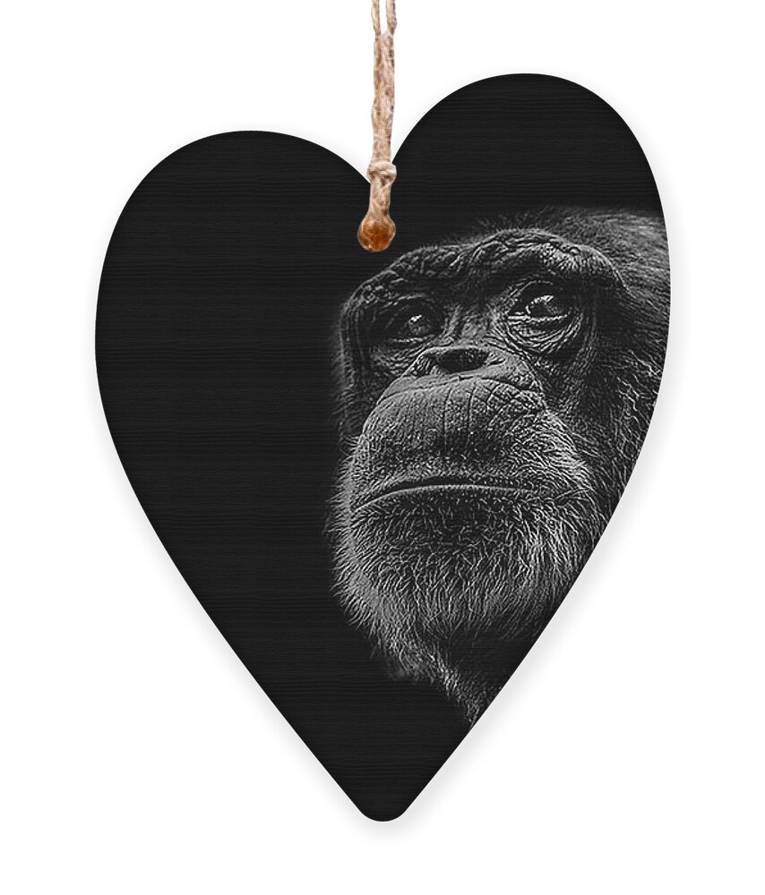 Chimpanzee Ape Portrait Low Key Wildlife Nature Ornament featuring the photograph Trepidation by Paul Neville