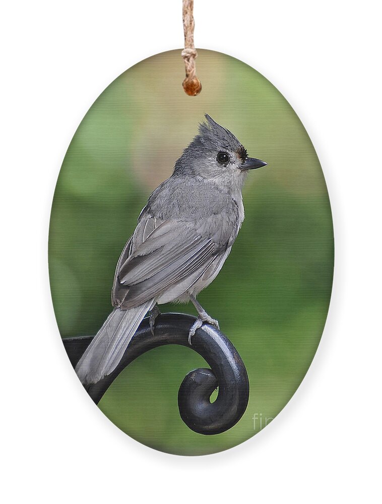 Birds Ornament featuring the photograph Tufted Titmouse by Kathy Baccari