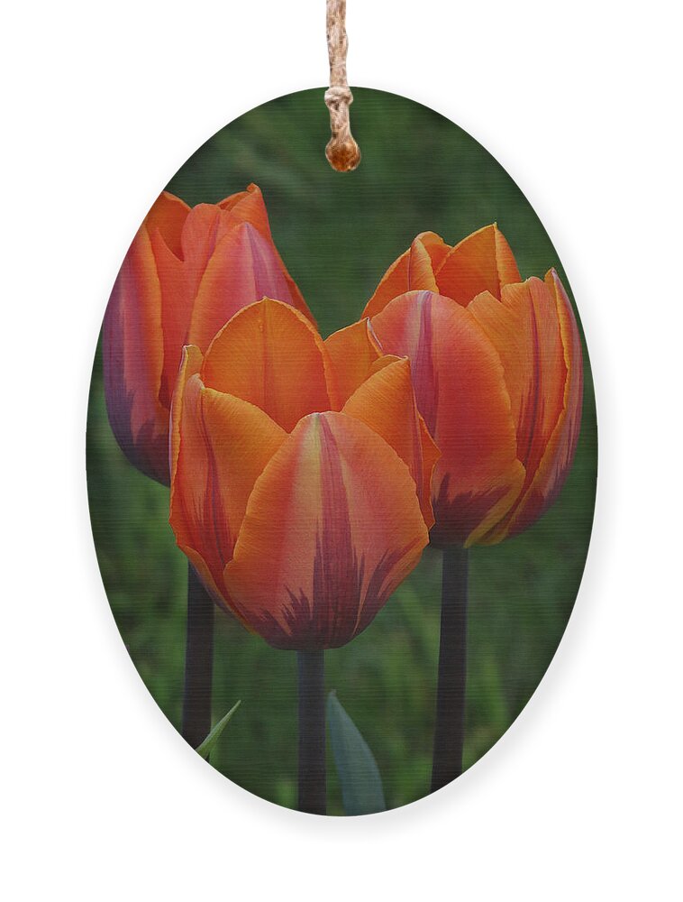 Tulips Ornament featuring the photograph Tulip Trio by David T Wilkinson