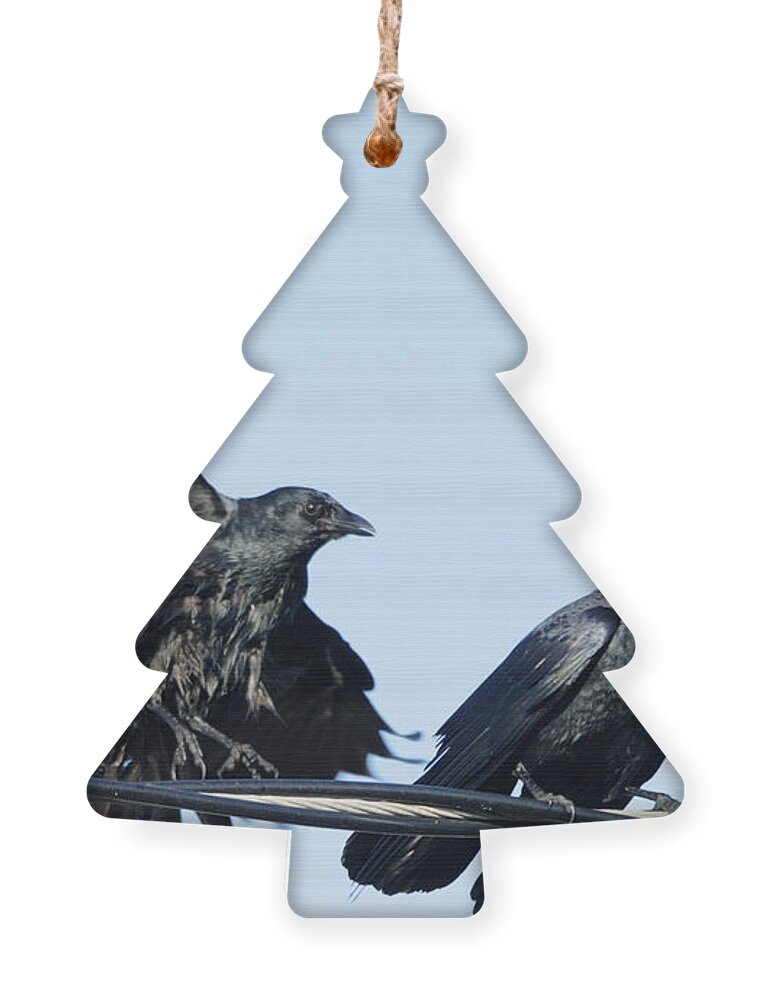 Crow Ornament featuring the photograph Two Crows on a wire by Bradford Martin