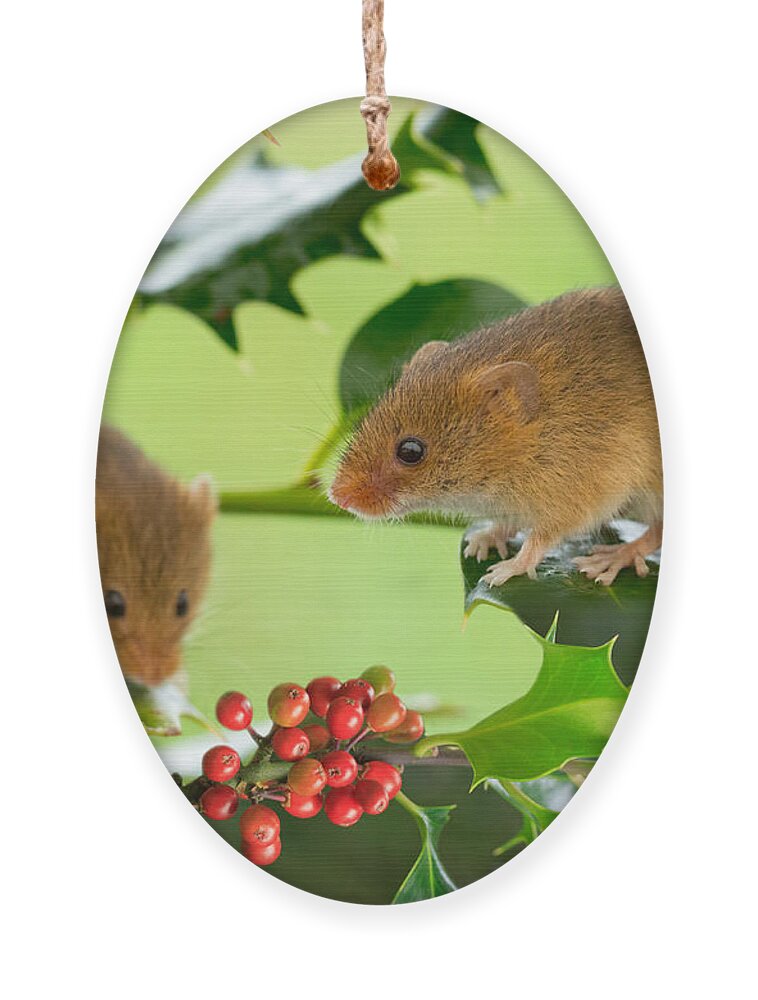 Mouse Ornament featuring the photograph Two Harvest Mice at Christmas by Louise Heusinkveld