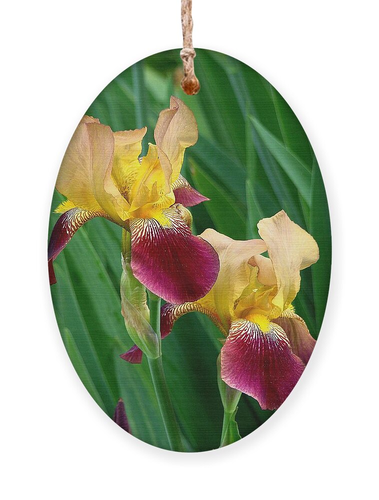 Fine Art Ornament featuring the photograph Two Iris by Rodney Lee Williams