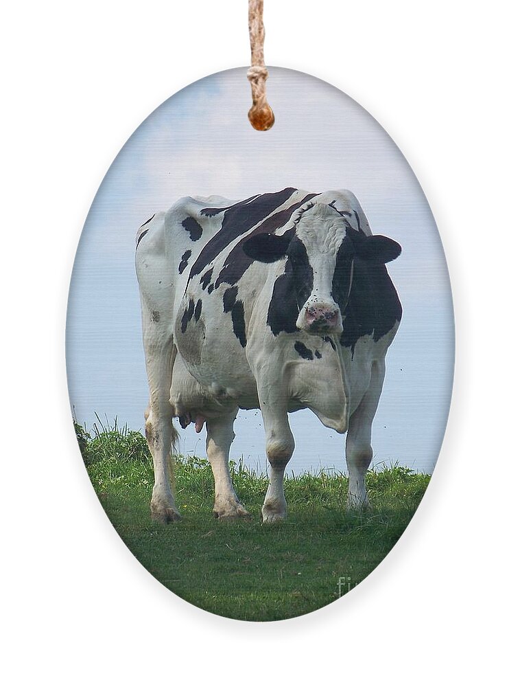 Cows Ornament featuring the photograph Vermont Dairy Cow by Eunice Miller