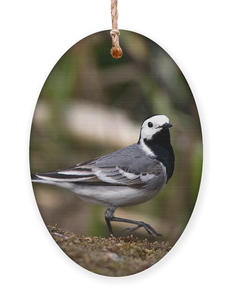 Wagtail's Step Ornament featuring the photograph Wagtail's step by Torbjorn Swenelius
