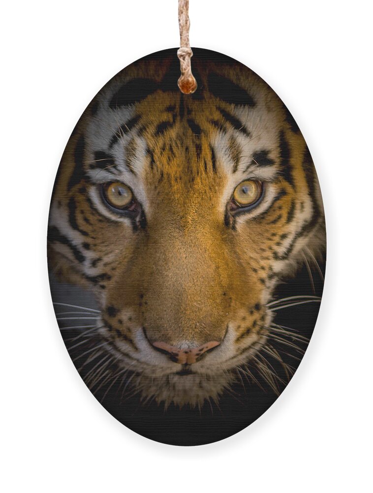 Tiger Ornament featuring the photograph Watching You by Ernest Echols