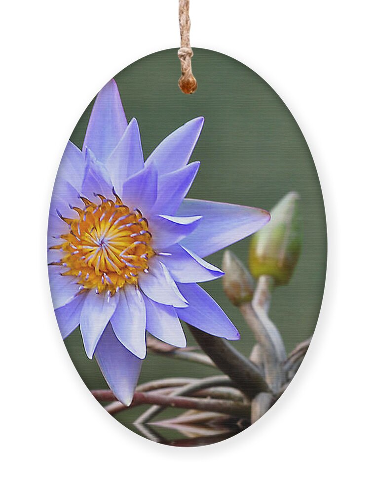 Flowers Ornament featuring the photograph Water Lily Reflections by Kathy Baccari