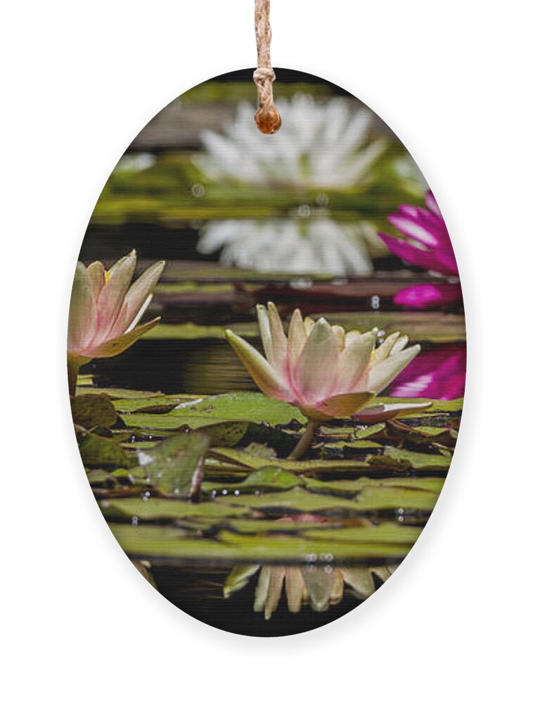Plant Ornament featuring the photograph Waterlily Lineup by Jean Noren
