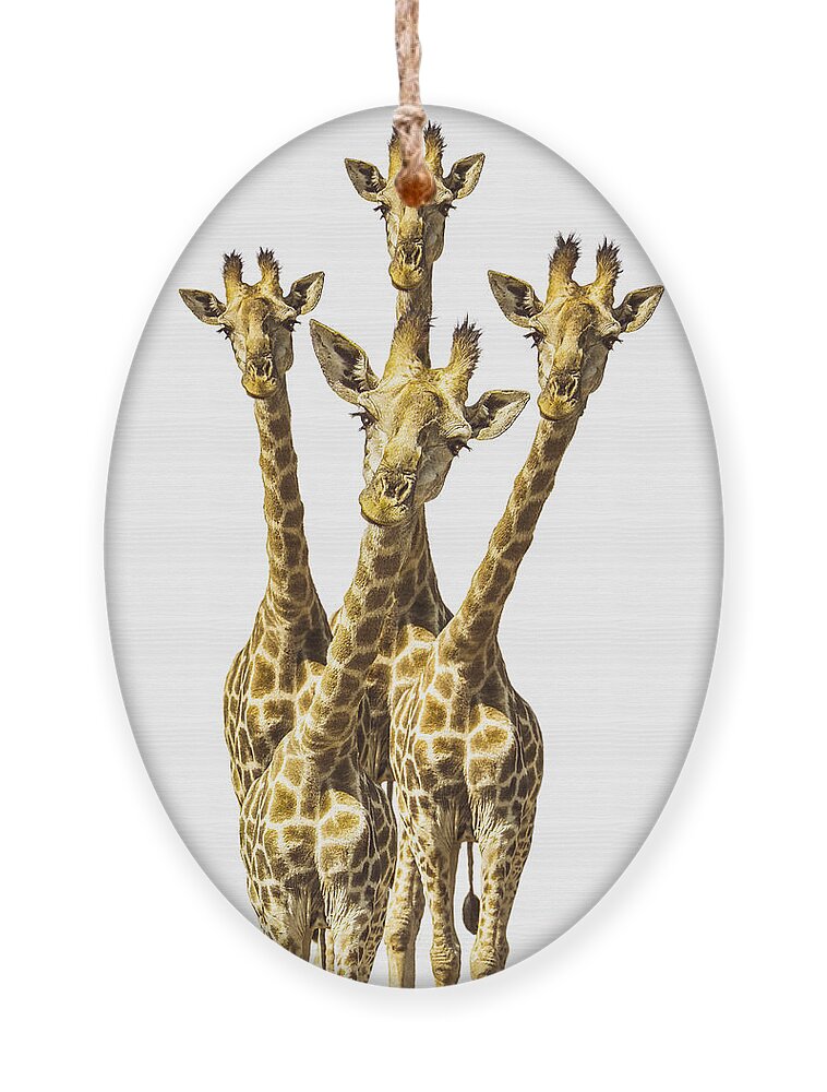 Giraffe Ornament featuring the photograph What are YOU looking at? by Diane Diederich