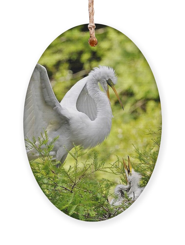 Egret Ornament featuring the photograph Where's Our Lunch Ma by Kathy Baccari