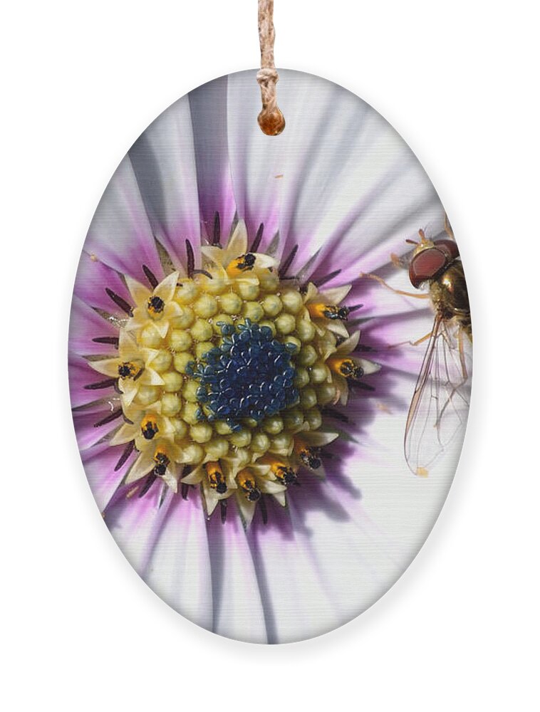 White Ornament featuring the photograph White African Daisy Marmalade Fly by Scott Lyons
