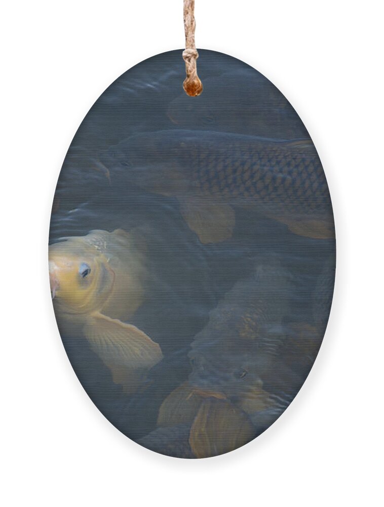Fish Ornament featuring the photograph White carp in the lake by Flees Photos