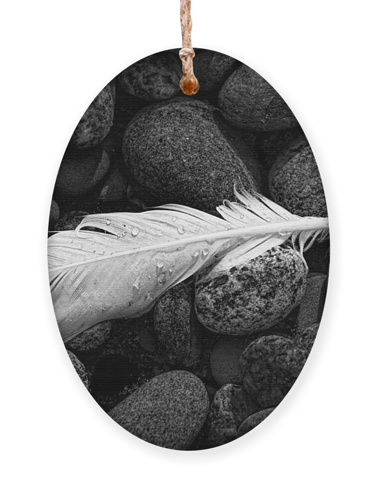Art Ornament featuring the photograph White Gull Feather by Randall Nyhof