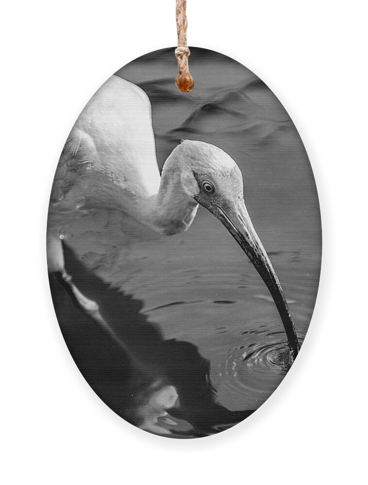 Ibis Ornament featuring the photograph White Ibis - BW by Christopher Holmes