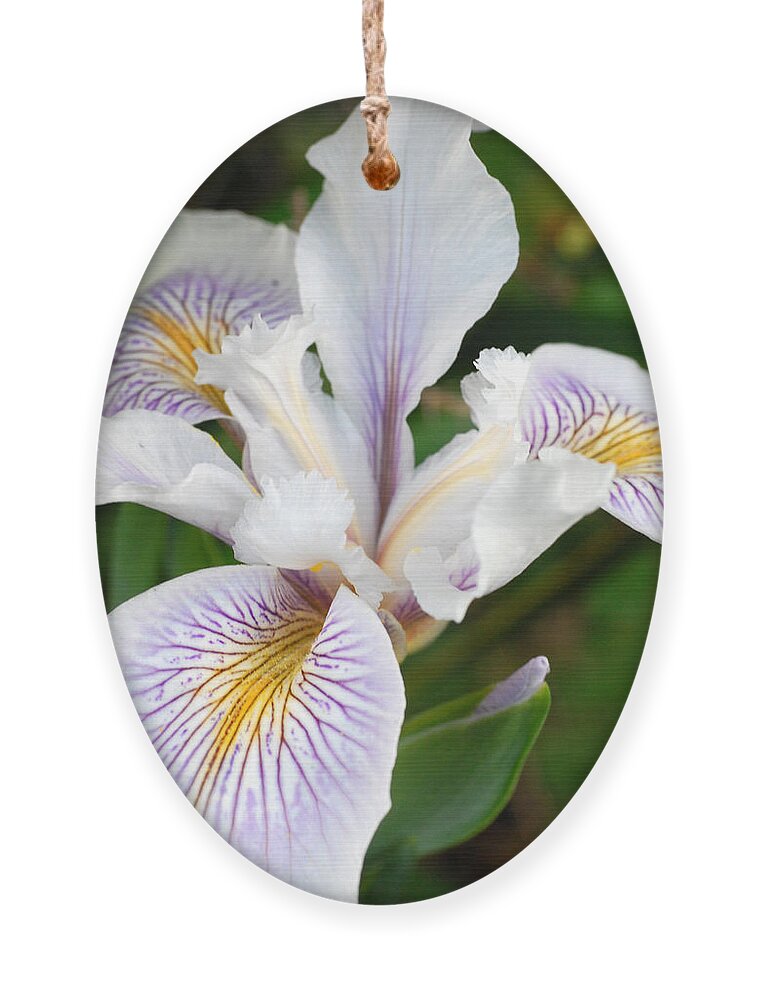 Flower Ornament featuring the photograph White Iris 2 by Amy Fose