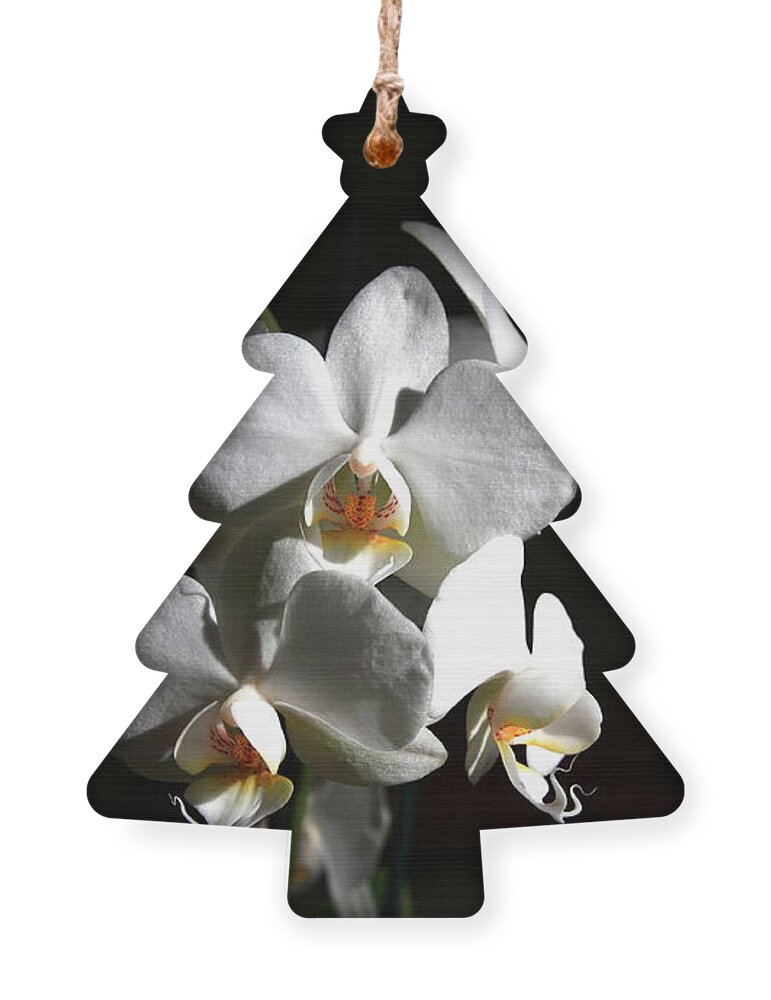 Flowerphoto Ornament featuring the photograph White Orchids by Jeremy Hayden