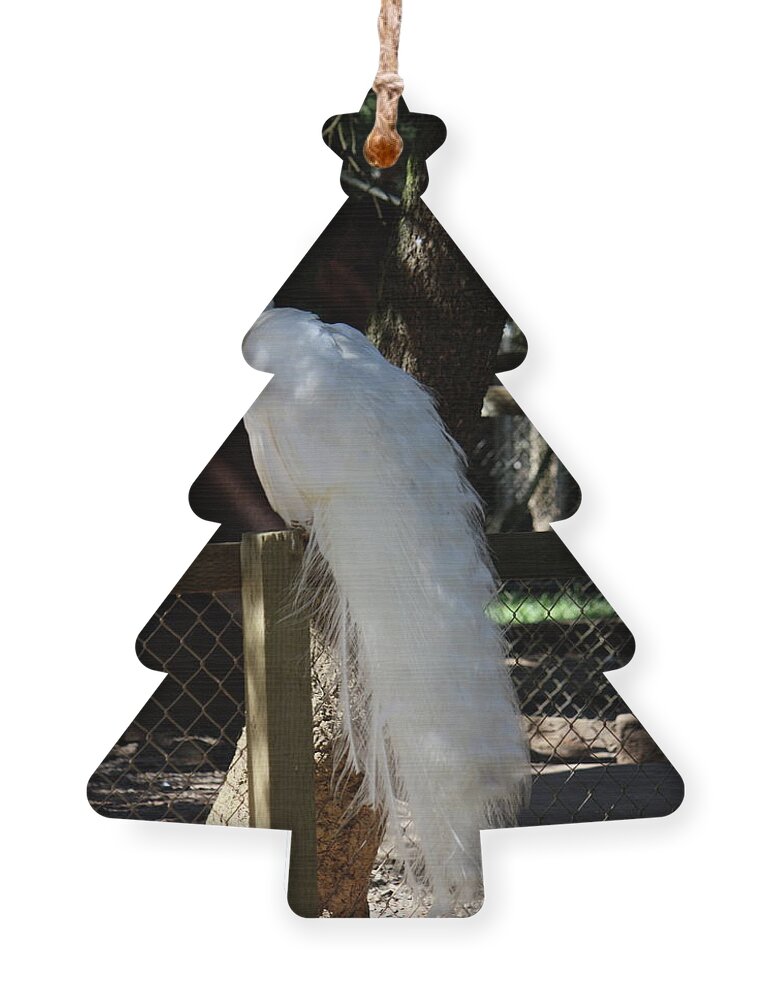 Peacock Ornament featuring the photograph White Peacock by Lisa Billingsley