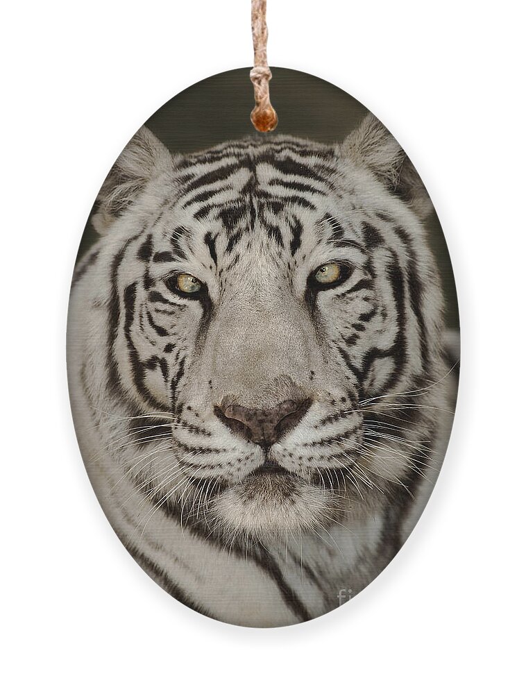White Tiger Ornament featuring the photograph White Tiger Portrait Wildlife Rescue by Dave Welling