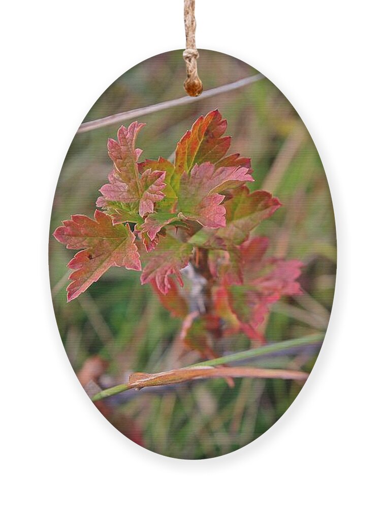 Fall Ornament featuring the photograph Wild Gooseberry Leaves by Ann E Robson