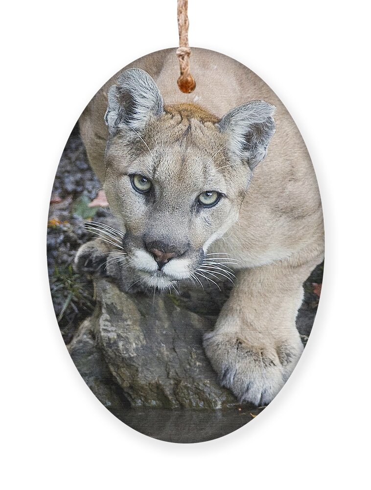 Cougar Ornament featuring the photograph Wild Mountain Lion by Max Waugh