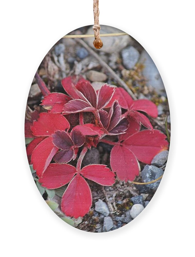 Red Ornament featuring the photograph Wild Strawberry by Ann E Robson